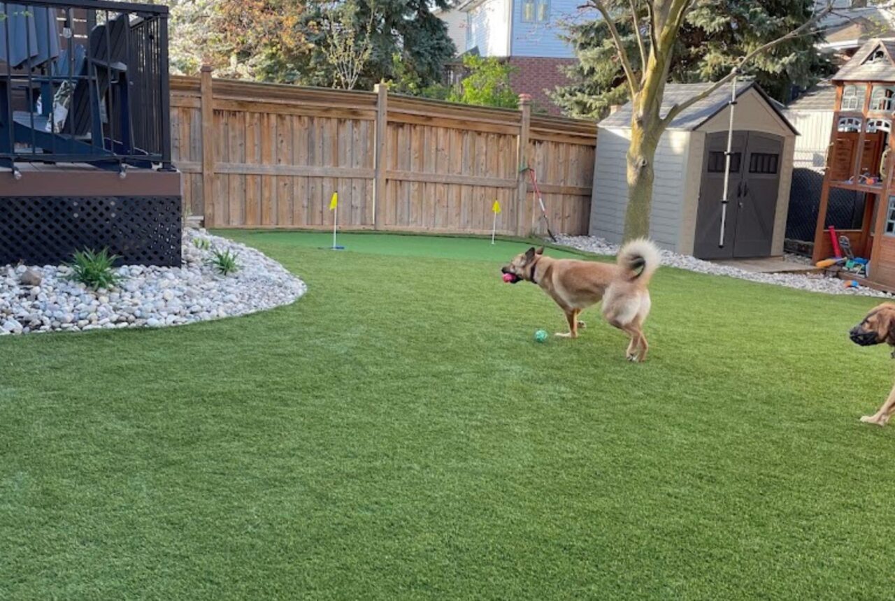 completed backyard turf project Markham